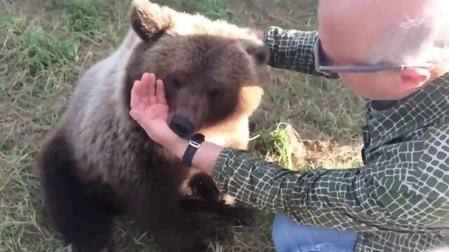 Российско-Аманийский боевой медведь урчит