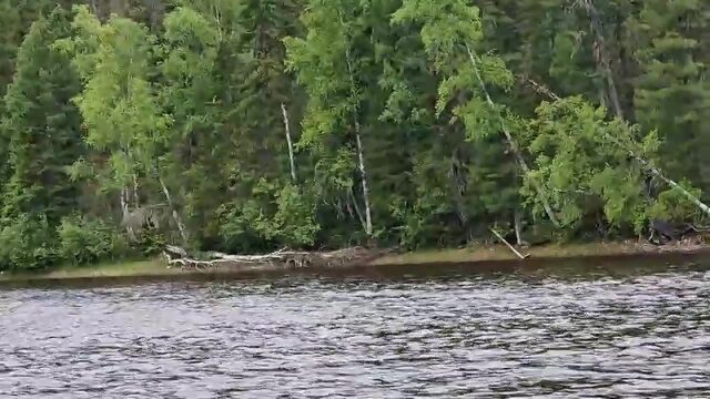 Маленький медведь???????? ( Тюнинг-Сервис лодок пвх, рыбалка)