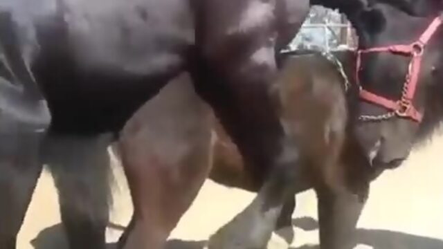 Amazing Big Horse Mating Compilation - Horse Breeding !.mp4